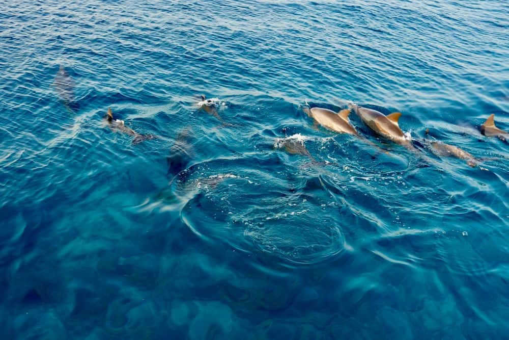 Meeru island & Spa Resort Delfinen